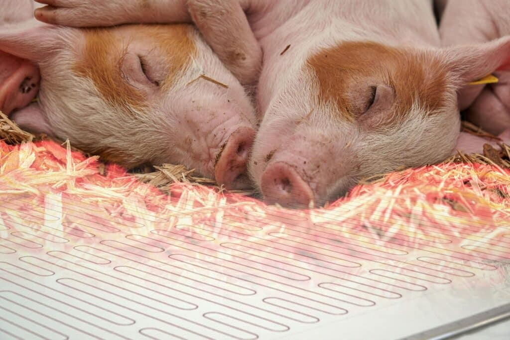 Heizelemente für die Tierzucht vom Hersteller TFP Technology